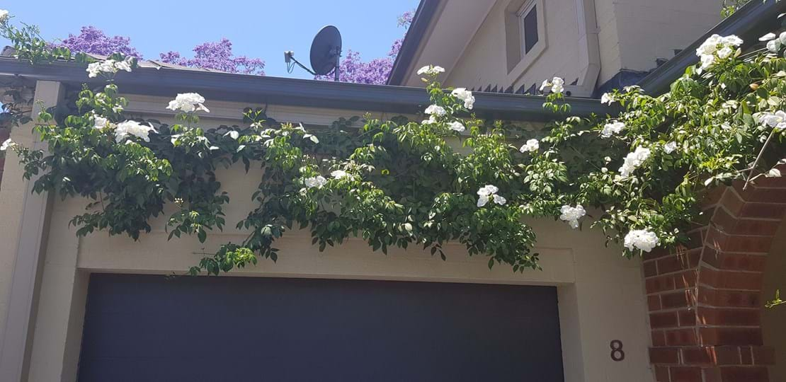 Pandorea jasminoides ‘Alba’