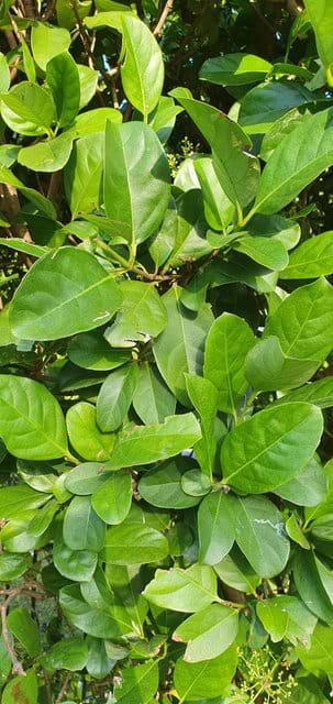 Viburnum odoratissimum